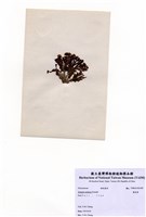 藏品(圈扇藻)的圖片